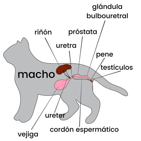 penes de gato|Anatomía y Características del Pene de Gato: Guía Completa de。